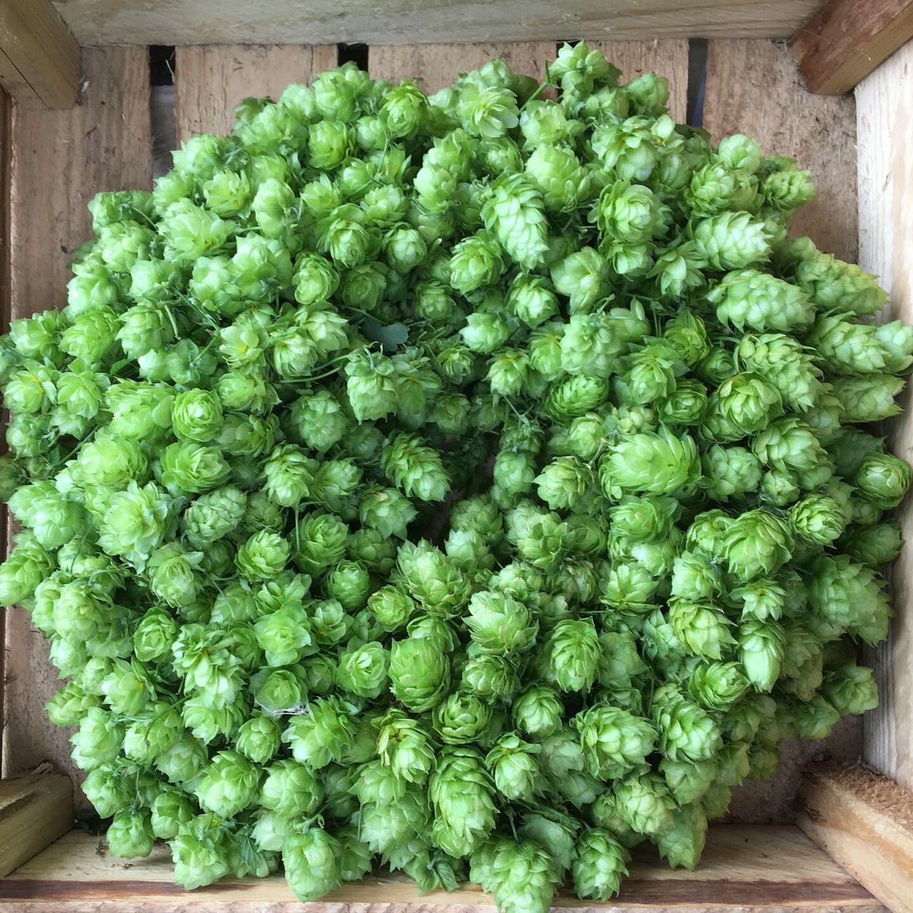 HIGH ANGLE VIEW OF VEGETABLE ON TABLE