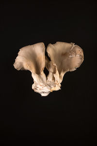 Close-up of flower over black background