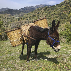 Horse standing in a field