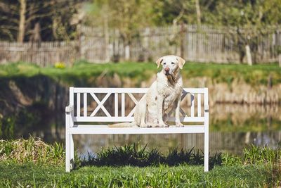 Dog sitting on bench over grass against lake