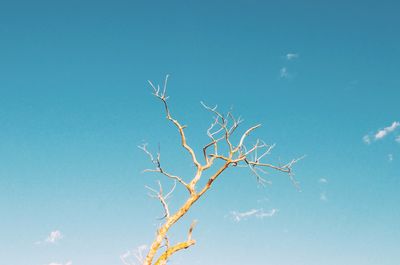 Low angle view of bare tree against blue sky