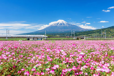 Purple flowering plants on field against sky