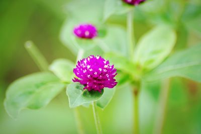 Close-up of pink flower blooming outdoors