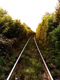 Railway tracks along trees