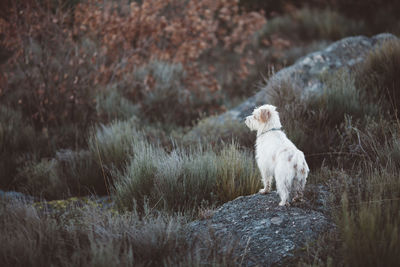 Dog on field