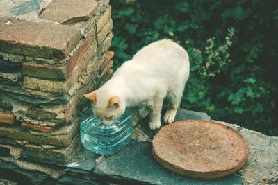 Close-up of cat