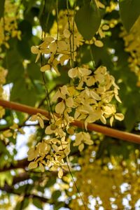 Close-up of yellow flowering plant