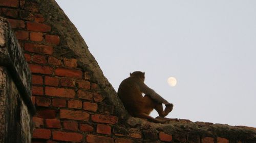 Low angle view of bird perching on wall