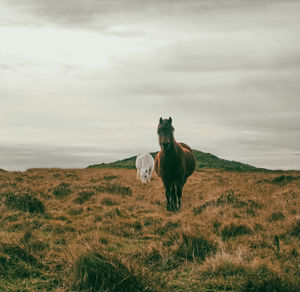 Horses grazing on field against sky