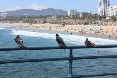 Seagulls perching on railing by sea