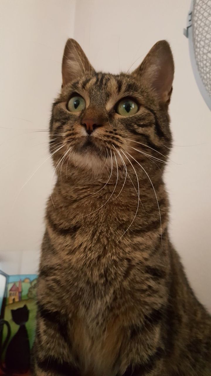 domestic cat, pets, one animal, feline, mammal, domestic animals, animal themes, whisker, cat, indoors, home interior, no people, portrait, looking at camera, sitting, close-up, day