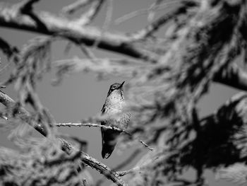 Close-up of bird perching on tree