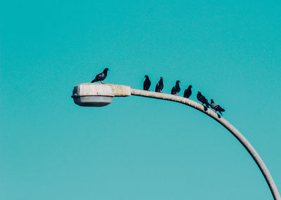 Low angle view of pigeons perching on street light against clear blue sky