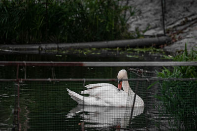Bird perching on a lake