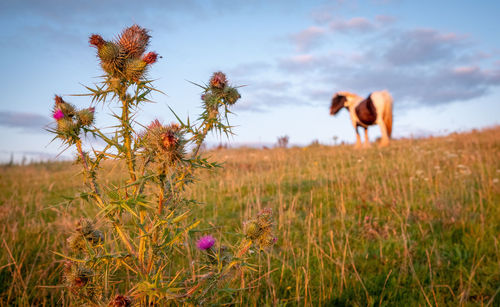 Scenic view of flowering plants on field against sky