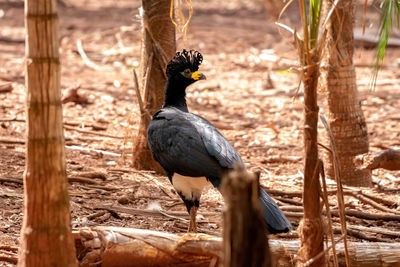 Bird perching on a field