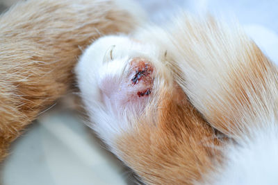 Cat's feet are wounds