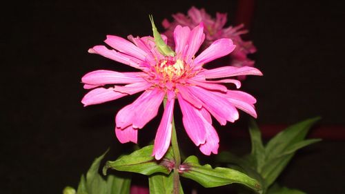 Close-up of pink flower against black background