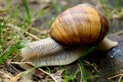 Close-up of snail