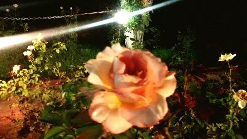 Close-up of flower blooming outdoors