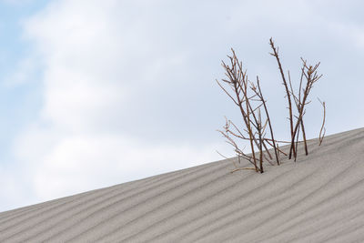 Bare tree on sand dune against sky