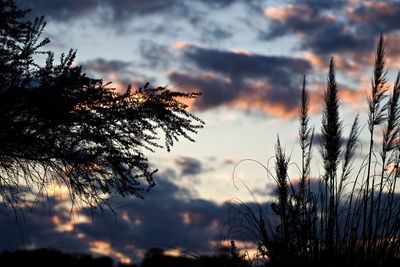 Low angle view of silhouette tree against sky at sunset