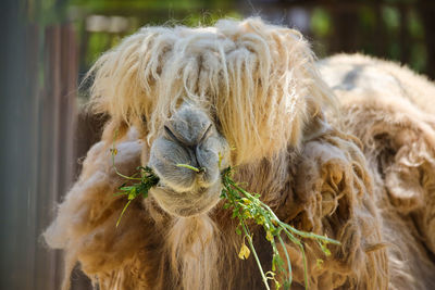 Eating camel