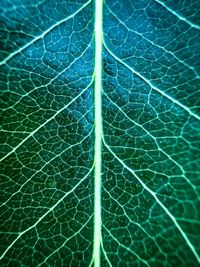 Full frame of green leaf