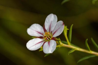 Close-up of white flowering plant