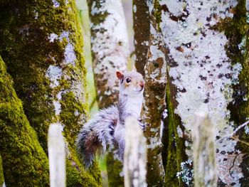 Sheep on tree trunk