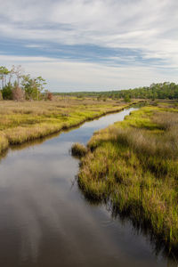 Scenic view of mash and wetlands. croatan national forest, outer banks, north carolina 