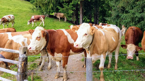 Cows grazing in a field