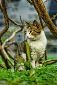 Close-up of cat on tree