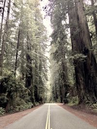 Road amidst trees in forest