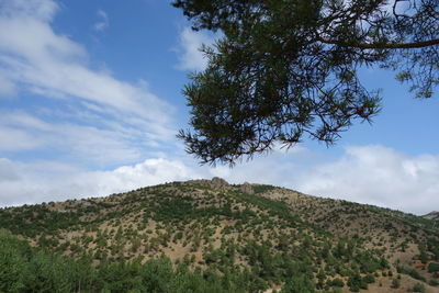 Trees on countryside landscape against blue sky