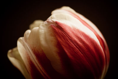 Close-up of pink flower