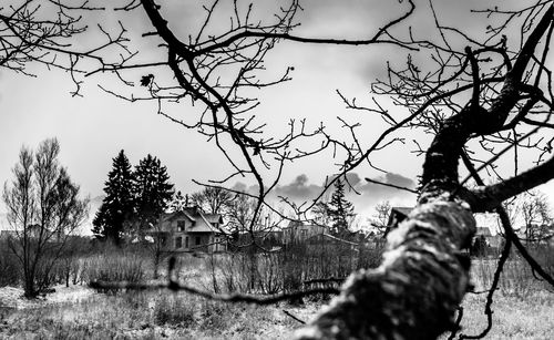 Close-up of cat on tree against sky