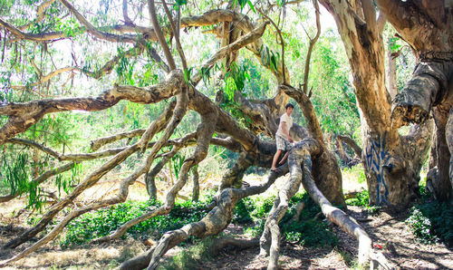 Trees in forest
