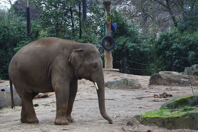 View of elephant in zoo