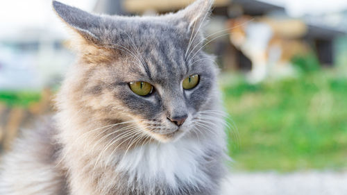 Close-up of cat looking away