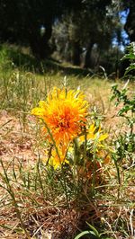 Close-up of yellow flowers blooming on field