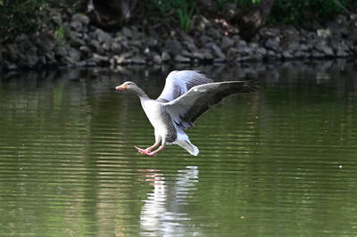 Bird in lake