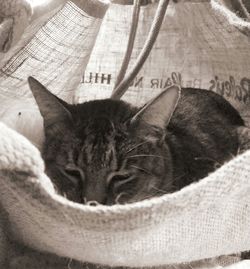 Close-up of cat resting