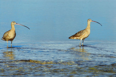 Birds perching on the beach