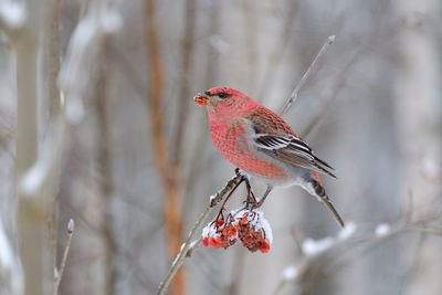 Close-up of a bird perching on branch