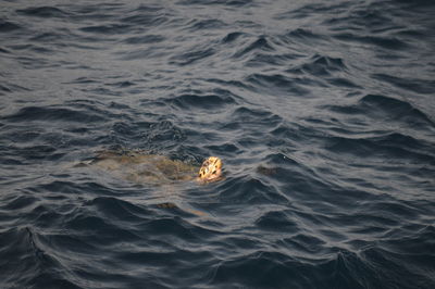 High angle view of whale swimming in sea