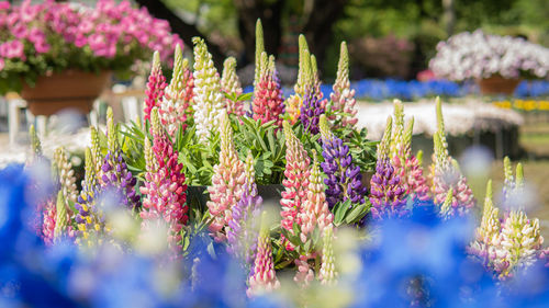 Close up of colorful wisteria flowers