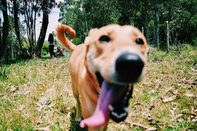 Close-up portrait of dog on field