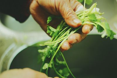 Close-up of cropped hand holding plant