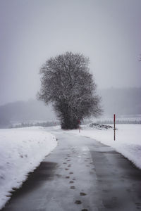 Snow covered plant by road against sky during winter